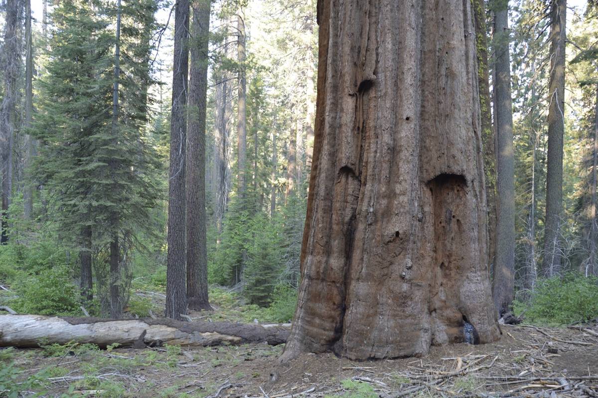 Sequoia trees in General Grant Grove